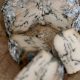 Discover Vegan Blue Cheese: The Dairy-Free Delight | Discover Delicious Vegan Food, Beauty Swaps, and Zero-Waste Tips for a Greener Life