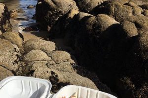 Best Vegan Restaurants in Monterey CA: Your Guide Safem Fabrication - Precision Engineering & Custom Manufacturing Solutions Best Vegan Restaurants in Monterey CA: Your Guide | Safem Fabrication - Precision Engineering & Custom Manufacturing Solutions