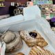Best Vegan Bakery in Winston Salem NC: Treats & Sweets! | Discover Delicious Vegan Food, Beauty Swaps, and Zero-Waste Tips for a Greener Life