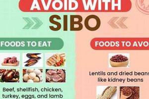 SIBO Diet Vegan Guide: Relief the Plant-Based Way Discover Delicious Vegan Food, Beauty Swaps, and Zero-Waste Tips for a Greener Life SIBO Diet Vegan Guide: Relief the Plant-Based Way | Discover Delicious Vegan Food, Beauty Swaps, and Zero-Waste Tips for a Greener Life