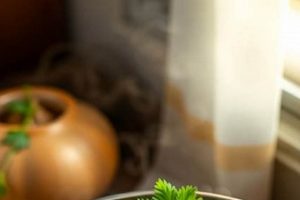 Boost Your Health: Healing Vegan Soup Recipes Today! Discover Delicious Vegan Food, Beauty Swaps, and Zero-Waste Tips for a Greener Life Boost Your Health: Healing Vegan Soup Recipes Today! | Discover Delicious Vegan Food, Beauty Swaps, and Zero-Waste Tips for a Greener Life