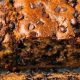 Best Vegan Banana Bread Chocolate Recipe: So Moist! | Discover Delicious Vegan Food, Beauty Swaps, and Zero-Waste Tips for a Greener Life