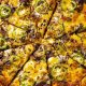 Best Vegan Pizza in Charlotte, NC: Find Your Slice! | Discover Delicious Vegan Food, Beauty Swaps, and Zero-Waste Tips for a Greener Life
