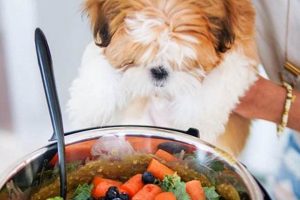 Easy Vegan Dog Food Recipe: Homemade & Healthy | Discover Delicious Vegan Food, Beauty Swaps, and Zero-Waste Tips for a Greener Life