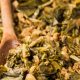 Easy Vegan Turnip Greens Recipe: Southern Comfort | Discover Delicious Vegan Food, Beauty Swaps, and Zero-Waste Tips for a Greener Life